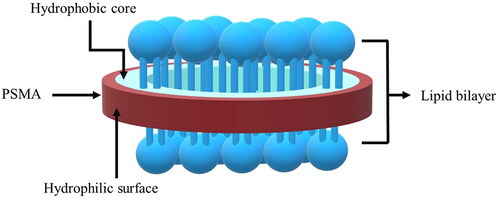 Figure 2. Schematic representation of a mixed PSMA/lipid nanostructure (Paint 3D:6.2003.4017, Microsoft Corporation, 2016).