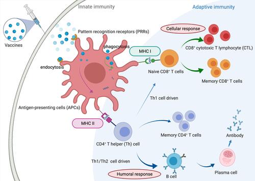 Figure 3 Human immune responses against invasive pathogens. The human immune system has been classified into two general groups, including innate and adaptive immune responses. Innate immune cells stimulate rapid reactions, whereas adaptive immune cells have a delayed response, producing immunological memory.Citation86 Rapid responding innate cells include polymorphonuclear cells, mast cells, macrophages, and dendritic cells, which are capable of internalizing and destroying invading microbes as well as the secretion of cytokines and proinflammatory chemokines, inducing other immune cells to the site of infection. Macrophages and DCs, as antigen-presenting cells (APCs), is capacity to ingest pathogens and produce pathogen peptides on their cell surface, which can be recognized by major histocompatibility complex (MHC) class I and MHC-II, with the induction of cellular immune response and humoral immune response, respectively.