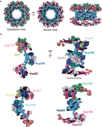 Figure 2. Mutations to the nucleoporins of the nuclear pore complex are associated with a diverse set of diseases. (a) From left to right, the symmetrical core of the nuclear pore complex (NPC) shown from its cytoplasmic and nuclear faces, as well as from within the plane of the nuclear envelope. Nucleoporins (Nups) that have not been identified to be mutated in disease are shown in white. Mutated Nups are shown in different colors, labeled on an NPC monomer in (b). Among cytoplasmic Nups, Gle1 is shown in lime, Nup88 is mint green, Nup214 is light green, and Nup358 is seafoam green. For outer coat Nups, Nup37 is light pink, Nup85 is dark purple, Nup107 is fuchsia, Nup133 is salmon, and Nup160 is pink. Of the inner ring Nups, Nup93 is navy, Nup155 is sky blue, Nup188 is teal, and Nup205 is dark periwinkle. The central channel Nup, Nup62, is shown in lilac. Additional Nups with disease associated mutants that are not included in these structures are: cytoplasmic Nup, AAAS; basket Nups, Nup50 and TPR. Structures shown are PDB: 7TBL [Citation59].