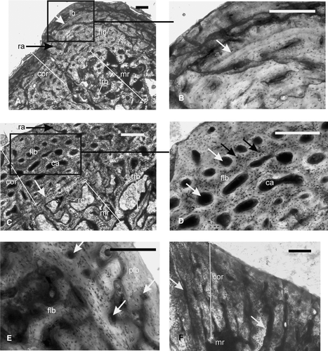 FIGURE 3 Early Triassic temnospondyls. A–B, Trematosauridae, ISIA181/3, humerus, showing A, a thick cortex surrounding a large medullary region. Note the presence of a peripheral zone of avascular lamellar bone, which is separated by a prominent LAG (arrow) from the fibrolamellar bone in the inner cortex; B, inset of A at higher magnification showing the LAG (arrow); C–D, Trematosauridae, ISIA181/2, femur, showing C, fibrolamellar bone in the cortex and bony trabeculae in the medullary region. White arrow indicates a reversal line in the perimedullary region; D, inset of C at higher magnification showing fibrolamellar bone tissue and a decrease in cortical vascularity towards the periosteal periphery. White arrows indicate discrete longitudinally oriented primary osteons whereas black arrows indicate globular osteocite lacunae; E–F, Temnospondyli indet., ISIA181/1, cortical region of humerus showing E, fibrolamellar bone in deeper cortex and parallel fibered bone at the periosteal periphery. Arrows indicate primary vascular channels; F, radiating vascular channels (arrows) in the region of the deltopectoral crest. All figures are of transverse sections. Scale bars equal 300 μm.