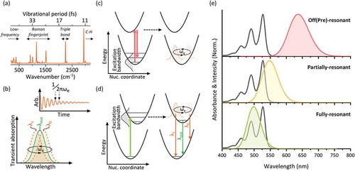 Figure 2. (a) Typical Raman spectrum of organic molecules, indicating the corresponding timescale which informs the necessary pulse duration to generate VC. (b) VC-induced oscillations manifested in transient absorption spectra and kinetics. (c) Generation of ground-state VC via the ISRS mechanism under off-resonant impulsive excitation. This mechanism remains active under resonant conditions. (d) Generation of excited-state VC through resonant impulsive excitation. (e) Typical absorption spectra of an organic molecule showing structured vibronic bands and simulated Gaussian impulsive pulses with <10 fs transform limit. The top and bottom spectra correspond to panels a and b. In the intermediate partially resonant condition, excited-state VC can be observed but it will be predominantly low-frequency due to poor spectral overlap. Adapted from [63], copyright 2015 American Chemical Society