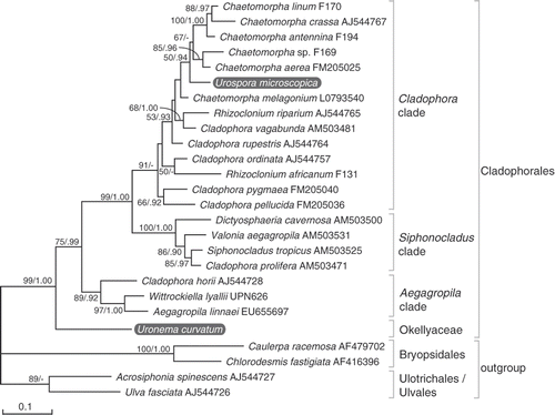 Fig. 23. Maximum likelihood (ML) tree of the Cladophorales inferred from partial large subunit nrDNA sequences, showing the phylogenetic position of Uronema curvatum (=Okellya curvata, comb. nov.) and Urospora microscopica (=Chaetomorpha norvegica, nom. nov.). ML bootstrap values (>50) and Bayesian inference posterior probabilities (>0.90) are indicated at branches.