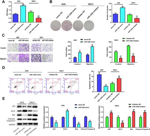 Figure 2 The influences of miR-1249 on gastric cancer cell proliferation, migration invasion and apoptosis. (A) Cell proliferation was detected by CCK8 assay in AGS and SNU1 cells. (B) The number of colonies in the expression of miR-1249 formed by AGS and SNU1 cells were tested by colony-forming assay. (C) The cell invasion and migration of AGS and SNU1 cells were tested by transwell assay. (D) The apoptosis of AGS and SNU1 cells were tested by flow cytometry assay. (E) The protein levels of p53, Bcl-2, Bax, Cleaved Caspase-9. **p<0.01 vs mimic NC group, ##p<0.01 vs inhibitor NC group.