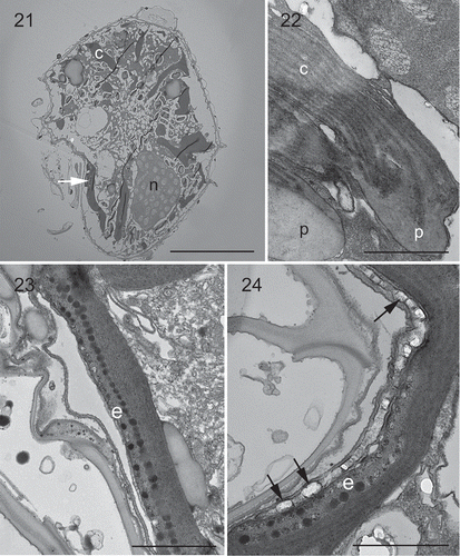 Figs 21–24. Transmission electron micrographs of vegetative cells of Bysmatrum subsalsum strain TBBYS02. Fig. 21. A longitudinal section through the cell showing a nucleus (n), several chloroplasts (c) and an eyespot (arrow). Fig. 22. Several chloroplasts (c) with terminal pyrenoids (p). Fig. 23. An eyespot (e) comprising two rows of lipid globules located within a chloroplast nearby sulcus. Fig. 24. Detail of the eyespot showing one row of overlying brick-like crystals (arrows). Scale: Fig. 21 = 10 μm; Figs 22–24 = 1 μm.