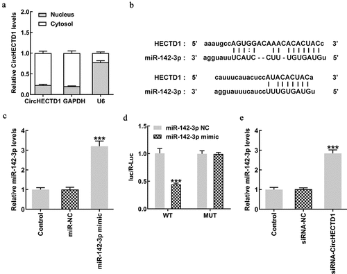 Figure 4. circHECTD1 interferes with miR-142-3p, promoting its expression. (a) circHECTD1 expression in the cytoplasm and nucleus. (b) circHECTD1-miR-142-3p binding predicted by Starbase database. (c) miR-142-3p expression detected by RT-qPCR. ***P < 0.001 versus miR-NC; n = 3. (d) circHECTD1-miR-142-3p binding detected by luciferase reporter assay. ***P < 0.001 versus wt-circHECTD1 + miR-142-3p NC; n = 3. (e) miR-142-3p expression detected by RT-qPCR in the three groups. ***P < 0.001 versus siRNA-NC; n = 3.