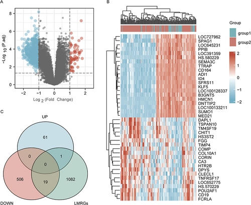 Figure 2 Identification of DeLMRGs in COPD patients. (A) Volcano plot of COPD-related DEGs, graphed with log2FoldChange on the abscissa and -log10 on the ordinate (adjusted P value): Nodes in red represent DEGs up-regulated, nodes in blue represent DEGs down-regulated, and nodes in gray represent genes not significantly differentially expressed. (B) Heat map of top 20 COPD-related DEGs: disease samples are indicated by group1, normal control samples by group2, and high gene expression is indicated by red with low gene expression by blue; (C) Venn diagram of DeLMRGs derived from DEGs and LMRGs intersection: green represents LMRGs, blue represents upregulated DEGs and pink represents downregulated DEGs.