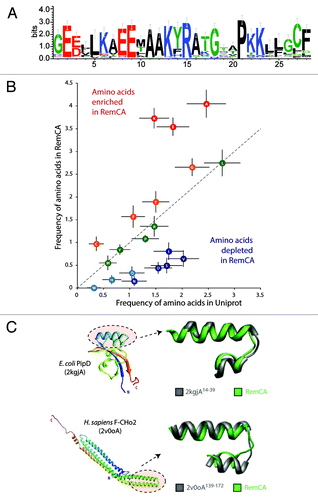 Figure 1. Diversity of RemCA domains across the plant kingdom and the identification of analogous membrane binding domains. (A) Natural diversity and conservation in the RemCA sequence illustrated by a sequence logo based on the alignment of 117 RemCA peptides from 26 plant species. (B) Analysis of bias in amino acid composition found in RemCA sequences. Frequencies are given as the average number of amino acids per 28 amino-acid long peptides in RemCA (Y-axis) or random 28- amino-acid long peptides extracted from the Uniprot database (Y-axis). (C) Two examples of membrane binding domains analogs of RemCA domain. The domains are shown in the context of the full-length protein structure (left) and superimposed with StREM1.3 RemCA model (right).