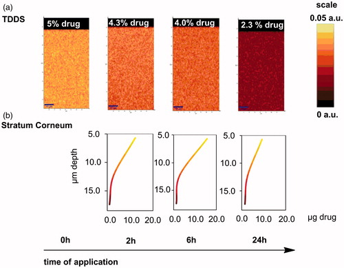 Figure 8. (a) Raman depth scans in TDDS over the time of application (0, 2, 6 and 24 h) on porcine skin and (b) depth profiles of Paeonol in stratum corneum of porcine skin obtained by tape stripping 2, 6 and 24 h after application of the TDDS with Paeonol.