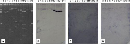 Figure S3 Plasmid profiles of VIM-producing Enterobacteriaceae.Notes: (A) Plasmid gel. (B) Membrane hybridized with blaVIM-4 probe. (C) Membrane hybridized with blaCMY-4 probe. (D) Membrane hybridized with IncA/C probe. Lane 1, Escherichia coli 39R861; Lane 2, E. coli J53RAZ; Lane 3, Klebsiella pneumoniae KKp1; Lane 4, K. pneumoniae KKp2; Lane 5, K. pneumoniae KKp4; Lane 6, K. pneumoniae KKp6; Lane 7, K. pneumoniae KKp8; Lane 8, K. pneumoniae KW11; Lane 9, E. coli KEc7; Lane 10, Enterobacter cloacae KEcl3; Lane 11, E. cloacae OM63; Lane 12, E. cloacae OM69; Lane 13, E. cloacae SA4/2; Lane 14, E. cloacae ABC104; Lane 15, E. coli 39R861.