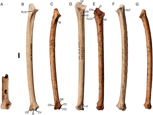 Fig. 4. Large fossil accipitrid ulnae from Southern Australia. Mairs Cave, South Australia: A, Dynatoaetus gaffae ulna SAMA P59525 in ventral view; Cryptogyps lacertosus from Green Waterhole Cave, ulna SAMA P24323 in B, ventral, D, cranial and F, dorsal view; Dynatoaetus pachyosteus ulna SAMA P59029 in C, ventral, E, cranial and G, dorsal view. Abbreviations: CD, condylus dorsalis, CF, caudal fossa; CtV, cotyla ventralis; CV, condylus ventralis; IB, impressio brachialis; IR, incisura radialis; IT, incisura tendineus; ITC, incisura tuberculum carpale; O, olecranon; PLS, proximal ligamental scar; ScT, impressio m. scapulotricipitis; SI, sulcus intercondylaris; TC, tuberculum carpale; TLCV, tuberculum ligamentosa collateralis ventralis; VS, ventral scar. Scale bar 10 mm.