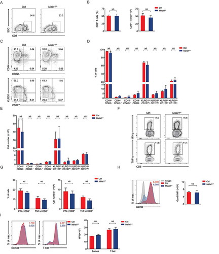 Figure 4. Malat1 is not essential for effector differentiation of CD8+ T cell. (a) Analysis of CD8+ T cells expansion at 8 days after infection. (b) The percentage (left) and number (right) of effector CD8+ T cells in a. (c) Analysis of surface expression of CD44, CD62L, KLRG1 and CD127 from day 8 effector T cells. (d-e) The percentages (d) and numbers (e) of effector T cells in c. (f) Production of effector molecules IFN-γ and TNF-α by effector T cells. (g) The percentages (left) and numbers (right) of IFN-γ+CD8+ and TNF-α+CD8+ T cells in f. (h) Expression of Granzyme B (GzmB) from day 8 effector T cells. (i) Intracellular staining of Eomes and T-bet expression in CD8+ T cells 8 days post infection. Data represent mean ± s.d.