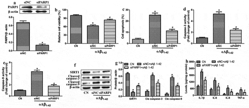 Figure 2. PARP1 underexpression mitigated inflammatory injury induced by oligomeric Aβ1-42 (oAβ1-42) in ARPE-19 cells. ARPE-19 cells were transfected with control siRNA (siNC) or anti-PARP1 siRNA (siPARP1) and treated with 10 µM oAβ1-42 for 24 h. (a) Western blot against PARP1. (b) CCK-8 assay of cell viability. (c) Flow cytometry of apoptosis. (d-e) Activity of caspase-3 and −9. (f-g) Western blots against SIRT1 as well as cleaved-caspase-3 and −9. (h) Levels of IL-1β, IL-6, IL-8, and TNF-ɑ in culture medium. * P < 0.05, compared with control group (CN); # P < 0.05, compared to siNC