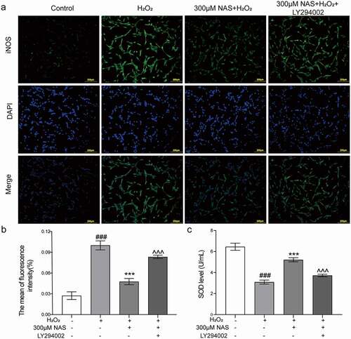 Figure 7. Effect of NAS on iNOS expression and SOD activity in PC12 cells induced by H2O2 after adding LY294002 (a, b) The expression of iNOS in PC12 cells was detected by immunofluorescence staining. (c) SOD activity of each group after adding inhibitor. The results are expressed as mean ± SD (n = 3). ###p < .001 vs. Control group; ***p < .001 vs. H2O2 group; ^^^p < .001 vs. NAS+ H2O2 group.