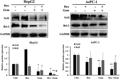 Figure 7. The effect of Dex, Gem and their combination on the expression of Nrf2 and Bcl2 in HepG2 and AsPC-1 cells. Western blot analysis of Nrf2 and Bcl2 after treatment with combination of Dex and Gem in both cells for 48 h. Representative protein bands for Nrf2 and Bcl2 expression levels were decreased at 48 h after treatment. GAPDH was used as a loading control. Bar diagram (Mean ± SEM) showing the fold change in the intensity of proteins with respect to GAPDH and normalized to control group. n = 3; *, P < .05, **, P < .01 vs control, #, P < .05 vs Gem, respectively.
