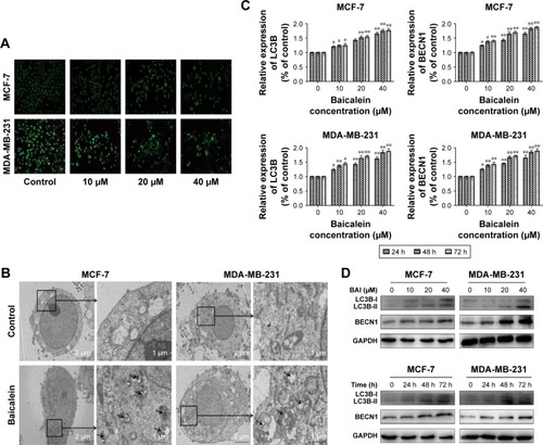 Figure 3 Determination of the induction of autophagy in MCF-7 and MDA-MB-231 breast cancer cells.