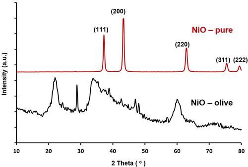 Figure 3 XRD patterns of NiO-olive (with phytochemicals from olive leaf extract) and NiO-pure (without phytochemicals).