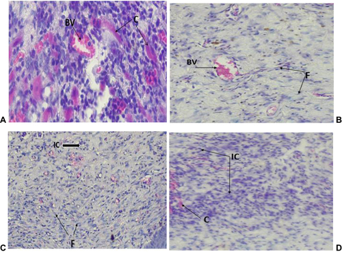 Figure 6 Photograph of histological section on excision wound tissues treated by crude extract and controls A-nitrofurazone, B-10% crude extract, C-5% crude extract and D-simple ointment.