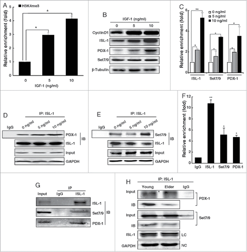 Figure 6. The formation of ISL-1/Set7/9/PDX-1 complex was regulated by IGF-1 in an age-related manner. (A) NIT-1 cells were treated with mouse recombinant IGF-1 protein. The H3k4me3 of the CyclinD1 promoter was verified by ChIP assay. (B) The whole cell lysates of NIT-1 cells treated with IGF-1 were used for Western blotting. (C) The enrichment of ISL-1, Set7/9 and PDX-1 at the CyclinD1 promoter was monitored by ChIP assay in NIT-1 cells treated with IGF-1. (D, E) Co-IP assays were performed to measure the ISL-1/Set7/9/PDX-1 complex in NIT-1 cells treated with IGF-1. ISL-1 and GAPDH served as a loading control and negative controls, respectively. (F) Rat islet lysates were subjected to ChIP assay using anti-ISL-1, PDX-1, Set7/9 antibodies or normal IgG. (G) Rat islet lysates were immunoprecipitated by anti-ISL-1 antibody. Western blotting was employed to detect the endogenous interaction using anti-PDX-1 or anti-Set7/9 antibodies. (H) The formation of the ISL-1/PDX-1/Set7/9 complex was detected by Co-IP assay in the islets of “young” or “old” rats. The data in (A), (C) and (F) represent 3 independent experiments, each performed in triplicate. *p < 0.05, **p < 0.01, #p < 0.05, ##p < 0.01 vs. the control, NS, non-significance.