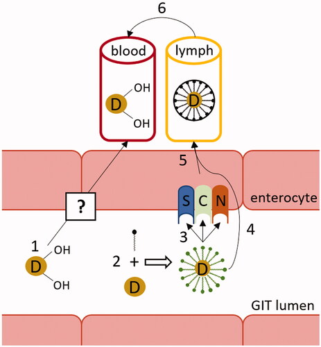 Figure 3. Vitamin D absorption. Hydroxylated forms of vitamin D are absorbed directly into the vena portae by an unknown mechanism (1). Intact vitamin D is first built into mixed micelles (2). The uptake of vitamin D at dietary concentrations is protein-mediated (3), while at higher pharmacological concentrations it is absorbed through passive diffusion as well (4). Chylomicrons containing vitamin D are then secreted into the lymphatic capillaries (5) before reaching systemic circulation (6). C: cluster determinant 36 (CD36); D: vitamin D; GIT: gastrointestinal; N: Niemann-Pick C1-Like 1 (NPC1L1); S: scavenger receptor class B type 1 (SR-B1).