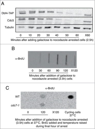 Figure 3. Expression of CDH1m11 overrides the requirement for Cdc7 for DNA replication. (A) Cells were arrested with nocodazole for 2.5 hours and then BrdU was added for an additional hour. Galactose was added to induce CDH1m11 expression. Samples were taken for processing at the indicated times. One sample was left for the duration of the experiment without galactose to determine the incorporation of BrdU into non-replicating cells (X120). (B) Cells were arrested with nocodazole for 2.5 hours and galactose was added to induce CDH1m11 expression. Samples were taken at indicated times and processed for immunoblotting. One sample was left without galactose treatment for the duration of the experiment as a control against prolonged exposure to nocodazole (X60). (C) Cells were arrested with nocodazole for 2.5 hours and then BrdU was added for an additional hour, during which the temperature was raised slowly to 37°C. Galactose was added to induce CDH1m11 expression. Samples were taken for processing at indicated times. One sample was left for the duration of the experiment without galactose to determine the incorporation of BrdU into non-replicating cells (X120). Another sample was grown at 37°C for the duration of the experiment without nocodazole to test the efficacy of the cdc7-1 mutation.