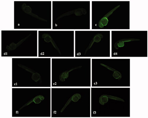 Figure 15. Fluorescence micrographs of LPS-stimulated NO generation in zebrafish embryos showing the effect of ALEX-M, ALEX-M-PNCs and B-PNCs on LPS-induced NO production. The images were visualized using 40× magnification power. (a) control, (b) ALEX-M 100 µg/ml, (c) LPS 5 µg/ml, (d1) ALEX-M 100 µg/ml + LPS 5 µg/ml, (d2) ALEX-M 50 µg/ml + LPS 5 µg/ml, (d3) ALEX-M 25 µg/ml + LPS 5 µg/ml, (d4) ALEX-M 6.25 µg/ml + LPS 5 µg/ml, (e1) ALEX_M_PNCs 2.5 µg/ml + LPS 5 µg/ml, (e2) ALEX_M_PNCs 1.25 µg/ml + LPS 5 µg/ml, (e3) ALEX_M_PNCs 0.625 µg/ml + LPS 5 µg/ml, (f1) B-PNCs 2.5 µg/ml + LPS 5 µg/ml, (f2) B-PNCs 1.25 µg/ml + LPS 5 µg/ml, (f3) B-PNCs 0.625 µg/ml + LPS 5 µg/ml.