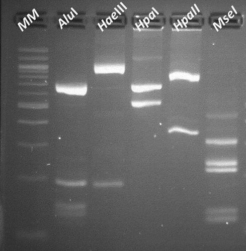 Fig. 3 AluI, HaeIII, HpaI, HpaII and MseI actual RFLP patterns of the CILY phytoplasma visualized in a 3% agarose gel. Lane 1: 100 bp molecular weight marker (MM) (BioLabs, USA). Lanes 2, 3, 4, 5 and 6: AluI, HaeIII, HpaI, HpaII and MseI RFLP profiles.