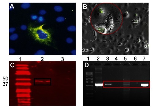 Figure 8 Expression of MOMP at the protein and gene transcript levels. (A) Cos- 7 cells were transfected as described in Figure 7, immunostained (positive MOMP fluorescence cells) and then mounted with DAPI (blue nuclei stain) combined with an anti-fade mounting solution. (B) Bright-field visualization of Cos-7 cell monolayer showing the MOMP expressed protein. Red circle (positive MOMP fluorescence cells) shows expression of the MOMP protein. (C) Confirmation of expressed MOMP protein by western blot. Cos-7 cells (4 × 105 cells/well) were transfected with DMCNP or phCMV1 vector using Lipofectamine and incubated at 37°C for 48 hours. Cell lysates were collected, run on an SDS-PAGE gel, transferred onto a PVDF membrane and probed using anti-MOMP polyclonal antibodies followed by an Alexa fluor 680 secondary antibody. The bound antibody was viewed using LI-COR Odyssey imaging apparatus. (D) In vitro expression of MOMP gene transcript.Notes: RNA samples were extracted from mouse thigh muscles and spleens reversed transcribed to cDNA and then subjected to RT-PCR amplification of the MOMP gene transcript using MOMP specific primers. Lane 1 (MW marker), lanes 2 and 7 (DMOMP positive clones), lane 3 (thigh muscle of DMCNP mice), lane 4 (thigh muscle of PBS mice), lane 5 (spleen from DMCNP mice), and lane 6 (spleen from PBS mice). Red rectangle shows positive MOMP gene transcripts.Abbreviations: DMCNP, DMOMP encapsulated in chitosan nanoparticles; DMOMP, DNA of the major outer membrane protein of C. trachomatis; MOMP, major outer membrane protein of C. trachomatis; PVDF, polyvinylidene difluoride.