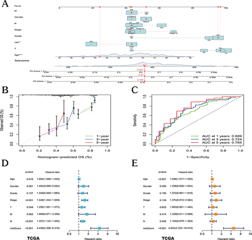 Figure 4 Developing a nomogram and analyzing prognostic factors. (A) A nomogram model was constructed to predict the 1-, 3-, and 5-year OS probabilities of patients with GC. (B) Nomogram model-related calibration curves for estimating 1-, 3-, and 5-year OS for GC patients. (C) Nomogram model-related ROC curves for estimating 1-, 3-, and 5-year OS for GC patients. (D–E) The results of univariate (D) and multivariate Cox regression (E) for the OS of patients with EC are shown in forest plots. (**p <0.01; ***p < 0.001).