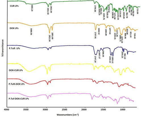 Figure 4 Characterization of structural properties by Fourier transform infrared spectroscopy (FTIR).