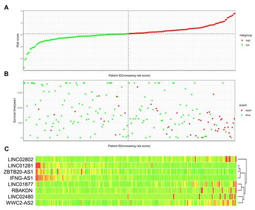 Figure 5 Validation of lncRNA prognosis model in 291 samples. (A) Patients with CC were sorted by increasing risk score. (B) Living status of CC patients. (C) Heatmap of 8 lncRNAs expression profiles of different risk groups. Red color means higher expression while green color represents lower expression. Number of samples in high-risk score group was 146. Number of samples in low-risk score group was 145.