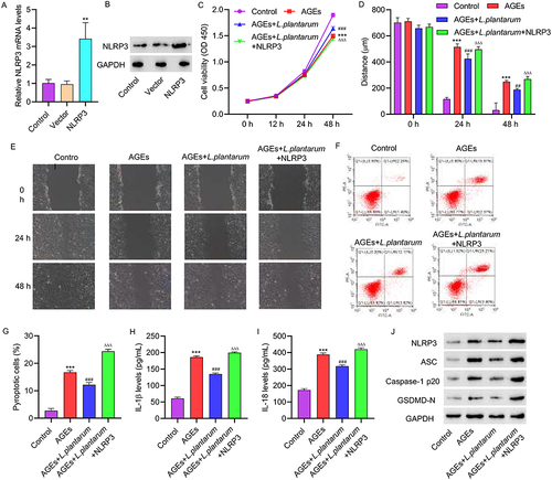 Figure 3 NLRP3 overexpression inhibits the effects of L. plantarum on AGEs-induced HUVECs. NLRP3 overexpression vector was constructed and transfected into HUVECs. HUVECs were treated with 200 μg/mL of AGEs alone or in combination with NLRP3 overexpression plasmids for 48 hours, with concomitant intervention of 2×10^6 CFU/mL of L. plantarum for 24 hours. NLRP3 expression was detected by qRT-PCR(A) and Western blot(B). (C) Cell proliferation activity was detected by CCK8 assay. (D, E) Cell migration was detected by scratch assay. (F, G) Cell pyroptosis was detected by flow cytometry. (H, I) The levels of IL-1β and IL-18 were detected by ELISA. (J) The expression of NLRP3, ASC, Caspase-1p20, and GSDMD-N was detected by Western blot. **P<0.01, ***P<0.001 vs control; ##P<0.01, ###P<0.001 vs AGEs; ΔΔΔP<0.001 vs AGEs+L. plantarum.