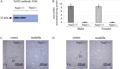Figure 4.  Nat2 expression and catalytic activity in adrenal glands. (A) Western blot of adrenal gland homogenates from male and female adult Nat2+/ +  and Nat2−/ −  mice probed with polyclonal antibody 184 at 1:4000 to detect Nat2. (B) Nat2 N-acetylation activity assayed in vitro using mouse Nat2-specific substrate para-aminobenzoic acid (pABA). Cytoplasmic homogenates from adrenal glands of adult male and female Nat2+/ +  and Nat2−/ −  mice were assayed for their ability to N-acetylate pABA. pABA acetylation rates in adrenal glands from Nat2+/ +  and Nat2−/ −  are significantly different (p=2×10−5, n=9 per sex and per genotype tested in three independent assays). Samples from males and from females do not show significant differences in acetylation rate. (C and D) Transverse sections through bluo-gal stained adrenal glands isolated from adult Nat2−/ −  (C) and Nat2+/ +  (D) female mice. Ca, capsule; Zf, zona fasciculate. Scale bars: 100 µm. Colour available online.