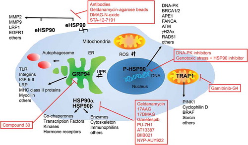 Figure 1. HSP90 and its homologs. HSP90 and its homologs are localized in different cellular compartments and interact with different co-chaperones and client proteins. HSP90a and b are mainly localized in the cytoplasm or the nucleus phosphorylated by DNA-PK (P-HSP90). HSP90 can also be found secreted to the extracellular matrix or membrane associated (eHSP90). It can also be found in mitochondria together with its homolog TRAP1. The endoplasmic reticulum homolog of HSP90 is GRP94. Interaction of different co-chaperones and client proteins makes it a versatile platform engaged in a range of important cellular signaling pathways. Red boxes list inhibitors of the indicated proteins tested in senescent and/or cancer cells.