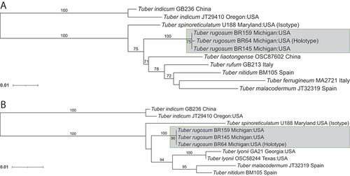 Figure 7. Elongation factor 1α (A) and RNA polymerase II gene (B) phylogenetic trees. Both show maximum likelihood bootstrap support values over 70. Tuber indicum was chosen as an outgroup as identified by Bonito et al. (Citation2010). Taxa are shown with specimen, isolate, or collection number as listed in the NCBI database.