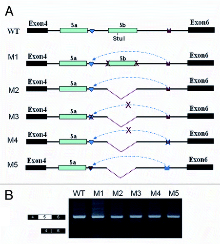 Figure 5. Effects of mutations and deletions on exon 5a inclusion. (A) Overview of the minigene constructs used to test the importance of inter-intronic RNA pairing. The red arrow in IE or IEa denotes the disrupting mutation. IE1, IE1, and IEa elements are indicated as in Figure 1. WT: wildtype. (B) Effects of exon 5 selection by the series of deletions and mutations. Exon 5a is exclusively included in all constructs even though these constructs lack IE1 and IEa.