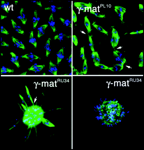 Figure 2 Spindle fusions in γ-tubulin mutants. Spindles in embryos from wild-type (wt) and γ-Tub37C (γ-mat) mutants as indicated. Embryos were stained with antibodies against α-tubulin to visualize microtubules and a fluorescent chromatin dye to visualize chromosomes. Arrows indicate some sites of apparent spindle fusion. Magnification identical in all panels.