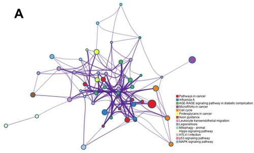 Figure 9 Target gene prediction and KEGG signal analysis of miRNA-221-3p. The miRNA-221-3p target genes were predicted online using RNA22-HAS, miRDB, and TargetScan. The KEGG enrichment analysis was conducted online using Metascape to predict the signaling pathways in which miRNA-221-3p may participate.