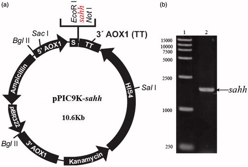 Figure 2. (a) Schematic diagram of the P. pastoris expression plasmid, pPIC9K-sahh. The nucleotide sequence encoding 6 × His-sahh was attached in-frame. (b) rsahh-Positive transformant selected by colony-PCR, 1. 15,000 bp DNA marker. 2. pPIC9K-sahh.