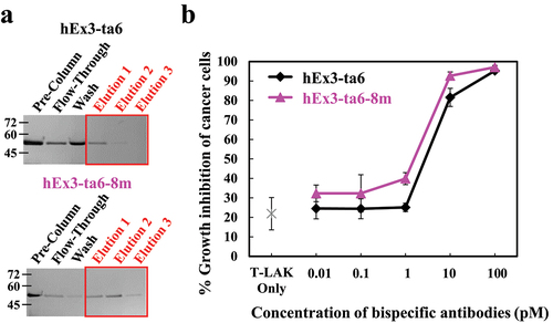 Figure 8. Evaluation of hEx3-ta6 and hEx3-ta6-8m. (a) SpA-binding evaluation using SpA-packed column. Each fraction was eluted with two column volumes (CVs) of buffer. (b) growth inhibition of cancer cells was evaluated in an MTS assay using 5-(3-carboxymethoxyphenyl)-2-(4-sulfophenyl)-2 H-tetrazolium inner salt as a detection reagent. The ratio of TFK-1:T-LAK was 1:4.