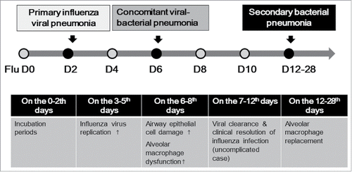 Figure 1. Schematic description of pathophysiological changes and development of pneumonia after influenza infection.