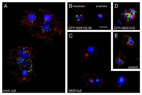 Figure 1. Phenotypes of NE81 mutant cells. Immunofluorescence microscopy of icmA null cells (A), GFP-NE81SLIM cells (B), NE81 null cells (C), GFP-NE81 overexpressing cells (D) and control cells (E) fixed with glutaraldehyde and stained with anti-NE81/anti-rabbit-AlexaFluor 488 and anti-tubulin YL1/2,Citation25/anti-rat-AlexaFluor 568. Mitotic stages in (B) are indicated. The montage shows GFP fluorescence in green, tubulin in red and nuclei in blue. Maximum intensity projections of widefield deconvolution image stacks are shown. Bar = 2.5 μm.