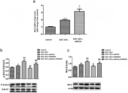 Figure 6. The effects of EPC-MVs and EPC-MVs-miR126 on Erk1/2-Bcl2 pathway. (a) EPC-MVs group and EPC-MVs-miR126 group increase the expression of Bcl-2 gene in MC3T3-E1 cell. (b) Expression of p-Erk1/2/Erk1/2. (c) Expression of Bcl-2. *p< 0.05 vs. control; ##p< 0.01 vs. EPC-MVs; +p< 0.05, ++p< 0.01 vs. EPC-MVs-miR126; aap<0.01 vs. EPC-MVs; bbp<0.01 vs. EPC-MVs+PD98059.