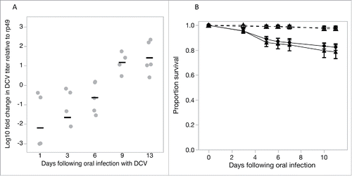 Figure 1. Exposing flies to DCV by placing them in DCV-contaminated vials for 3 d resulted in flies acquiring replicating virus as shown by the increase in DCV titres over time (1A). Gray points show the expression of DCV RNA titres relative to the expression of rp49, an internal fly control gene; black bars are mean titres (B). This orally acquired DCV infection had a moderate effect on fly survival in both male (full circle) and female (full triangle) flies compared to uninfected control male (open circle) and female (open triangle) flies (dashed lines). Data are means ± SEM.