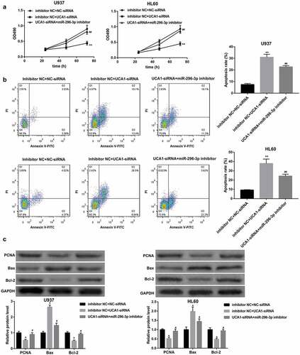 Figure 6. miR-296-3p inhibition attenuated the anti-AML action of UCA1 knockdown. (a) Cell viability determined by MTT assay, (b) cell apoptosis determined by flow cytometry, and (c) protein levels of PCNA, Bax, and Bcl-2 determined by western blot in U937 and HL60 cells which were co-transfected with NC-siRNA/UCA1-siRNA and inhibitor NC/miR-296-3p inhibitor. The data are presented as the mean ± SD (n = 3). *P < 0.05, **P < 0.01, vs. inhibitor NC+NC-siRNA; #P < 0.05, ##P < 0.01, vs. inhibitor NC+UCA1-siRNA.