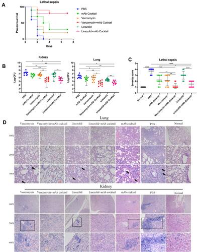 Figure 2 Antibiotic combined with the immunodominant epitope-specific mAb cocktail reduced MRSA252 infection in a lethal sepsis model. 7 to 8-weeks-old mice were intravenously injected with 100 μL saline containing 9×108 CFU of MRSA252. (A) Percentage survival against MRSA252 infection in the vancomycin (0.05 mg), vancomycin (0.05 mg) combined with mAb cocktail (0.5 mg), linezolid (0.1 mg), linezolid (0.1 mg) combined with mAb cocktail (0.5 mg), and PBS-treated mice (n = 10 per group; three separate experiments). (B) Bacterial burden in the kidney and lung of mice after challenge with MRSA252. Significant differences are indicated as *p < 0.05, **p < 0.01, or ***p < 0.001 (n = 10 per group). (C) Severity scores of lungs and kidney (n=10) from control mice and mice 48h after therapy. *p < 0.05, **p < 0.01 or ****p<0.0001. (D) Histological analysis of MRSA-challenged mice where the mice treated with antibiotic combined with mAb cocktail showed a normal physiological architecture. Microscopic images of kidneys and lungs at 100× (top row), 200× (middle row), and 400× (bottom row) magnifications. Black arrows indicate inflammatory cell infiltration and inflammatory exudate. The rectangular box indicates the abscess.