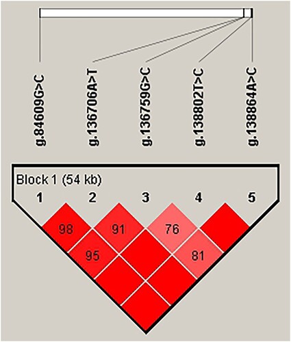Figure 2. Analysis of blocks with 5 SNPs in the NR5A2 gene in JXB sows.Note: The values in the squares indicate the paired linkage disequilibrium (LD) values (D’) of the SNPs. When D’ = 1, the values will not be displayed. The redder the square, the stronger the LD. The haplotype block was defined using the default setting of the Haploview software.