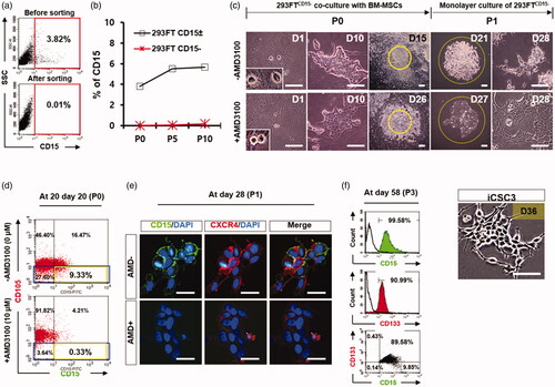 Figure 3. iCSC generation from 293FTCD15− cells. (a) Flow cytometry analysis of CD15/SSEA-1 protein expression in 293FTCD15−-icsc cells after purification of 293FTCD15− cells from 293FTCD15± cells. (b) Flow cytometry analyses of sorted 293FTCD15−-icsc cells over time in culture in a representative time course experiment: passage number 0, 5, and 10 (P0, P5, and P10). (c) Phase-contrast images of iCSCs generated from 293FTCD15−-icsc cells co-cultured with BM-MSC in the presence or absence of AMD3100. Insets in bottom left corner, original magnification ×400. (d) Flow cytometry analyses of the CD105 and CD15 protein expression in 293FTCD15− cells co-cultured with BM-MSC in the presence or absence of AMD3100 at P0. (e) Immunofluorescence images of CD15 and CXCR4 protein expression in iCSC3 at P1. (f) Flow cytometry analysis of CD15 and CD133 protein expression in iCSC3 cells at P3. (g) Images show the colonies formed by 293FTCD15− cells with BM-MSC in the presence or absence of AMD3100 at P0.