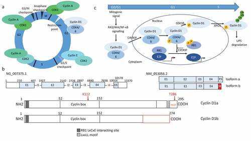 Figure 1. Structure and function of cyclins and cyclin D1. (a) Schematic representation of the cell cycle. Following mitogenic signals, eukaryotic cells exit quiescence and irreversibly enter in G1 phase after the restriction (R) point. The successive G1, S, G2 and M phases are controlled by cyclins and their cognate CDKs, as indicated. (b) Structure of the CCND1 gene, mRNAs and cyclin D1 proteins. The CCND1 gene (NG-007375.1) comprises five exons (E1-5) separated by four introns (I1-4). It encodes the full-length canonical cyclin D1 product (cyclin D1a) of 295 amino acids (aa). Through alternative splicing, CCND1 generates two types of mRNA: the canonical form (NM_053056.2) and the so-called “b” form, which includes the intron 4 encoding an additional stretch of 33 amino acids. The corresponding protein isoforms, “a” and “b”, are identical over the first 240 amino acids from the N-terminus, but have different C-termini. Isoform “b” lacks the threonine 285 residue and the PEST sequence (aa 241–290) required for degradation, and the LxxLL motif (aa 251–257) required for ligand-dependent interactions with nuclear receptors. By contrast, both isoforms contain the cyclin box required for CDK4/6 and CIP1/KIP1 family binding, and the LxCxE motif (aa 5–9) required for RB1 binding. (c) Schematic representation of the G1-to-S phase transition. For cells to exit quiescence (G0), they require mitogenic signals that activate the RAS signaling pathways and, to a lesser extent, the Wnt/β-catenin and NF-κB pathways. Cyclin D1 is activated at several levels after its translation: stability, assembly with its CDK4/6 partners, and import into the nucleus via the CKIs of the CIP/KIP family. Cyclin D1/CDK4/6 complexes accumulate during the G1 phase, until the start of DNA replication. Cyclin D1 is then exported to the cytoplasm, where it is degraded by UPS. Cyclin D1/CDK4/6 phosphorylates and inactivates RB1 (and pocket proteins RBL1/2, p107 and p130) facilitating the dissociation of E2F transcription factors and the activation of the necessary genes for DNA synthesis. Cyclin D1 degradation is required for the progression of S phase. The GSK3β kinase phosphorylates cyclin D1, which is then taken up by XPO1 and exits the nucleus. Specific E3 ubiquitin ligases ubiquitinylate cyclin D1, which is then degraded by the proteasome machinery 66 [Citation66]