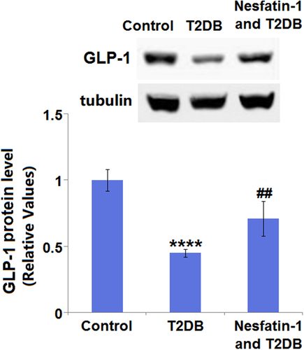 Figure 7. Nesfatin-1 increases the expression of glucagon-like peptide-1 (GLP-1) in the heart of type 2 diabetes (T2DB) mice. Western blots analysis of GLP-1 (****, P < 0.0001 vs. vehicle group; ## P < 0.01 vs. streptozotocin (STZ) mice).