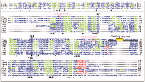 Figure 1. Primary and Secondary structure analyses of HP-1 light(α) and heavy(β) chains (HP1a and HP1b, respectively). The multiple sequence alignment show the identical (*), conserved (:) or semi conserved (.) aminoacid residues in the proteins analyzed by using the Clustal–Omega program (http://www.ebi.ac.uk/clustalo). HP was compared to similar proteins including the complement system proteases C1r (zymogen – 1gpza, and catalytic active domain – 1md8a) and C1s (1elva), apolipoprotein-H (1c1za), chymotrypsin (1ca0), elastase (1brup), chymase (1pjp), trypsin (1sgt), thrombin (1a2c) and coagulation factor X (1c5 m). The secondary structures were predicted by using the Jpred program (http://www.compbio.dundee.ac.uk/~www–jpred), and are shown in the protein sequence (β-strands in green, α-helices in red and extended regions in blue). Dashes represent gaps and the sequence C-terminal of complement system proteases C1r zymogen (1gpza) and C1s (1elva) and apolipoprotein-H (1c1za) was suppressed and represented by a gray block in HP1a sequence alignment. The binding sites for HB and the macrophage scavenger receptor CD163 (CD163) are marked in light pink and underlined, respectively. VPEKKT motif of the HP loop involved in the recognition of CD163 is marked in yellow. The position of the catalytic triad of the serine proteases are boxed and numbered according to the Trypsin superfamily. See the colored picture on the online version.